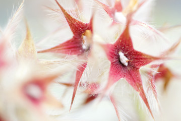 Starry Flower