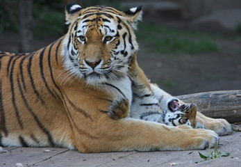 Fototapeta premium Tigermutter mit Kind