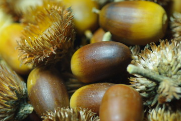 たくさんの団栗