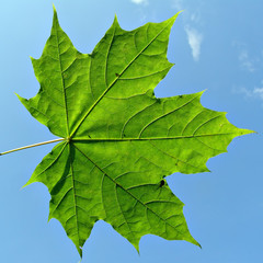maple leaf on background blue sky