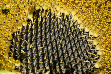 Ripe sunflower seeds