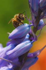 bee on bluebells
