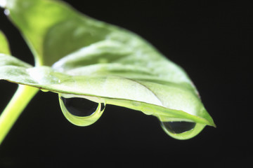水滴と葉っぱ