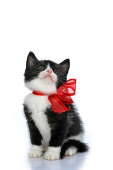 beautiful small kitten with red ribbon