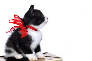 beautiful small kitten