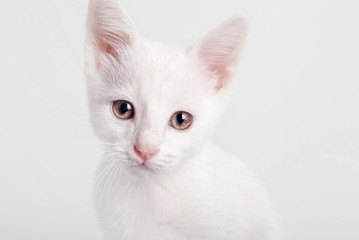 Fototapeta na wymiar White kitten