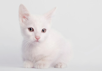 White kitten sitting