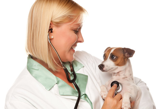 Attractive Female Doctor Veterinarian with Small Puppy