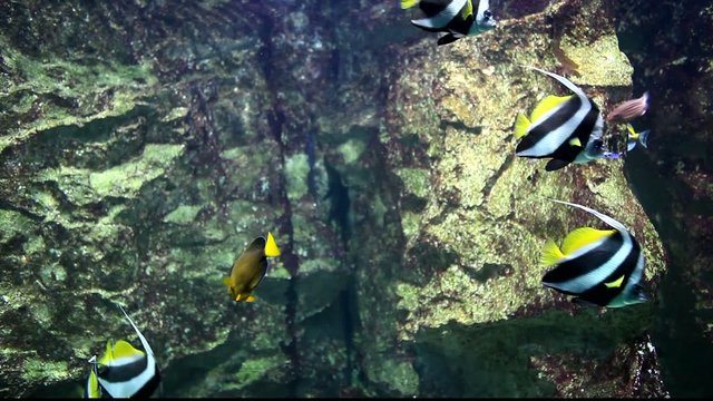 poissons cochers