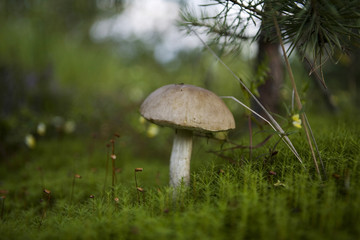 beautiful mushroom