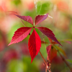 Obraz premium Autumn plant