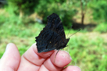 Schmetterling auf der Hand