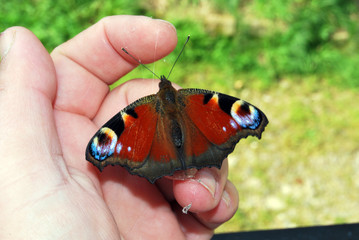 Schmetterling auf der Hand