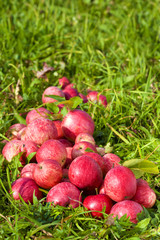 Red ripe apples on green grass