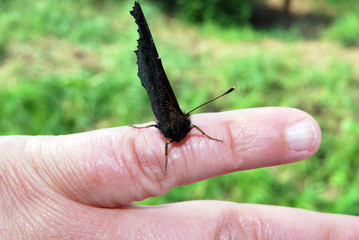 Schmetterling auf der Hand