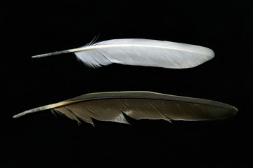 Feathers isolated on black background.