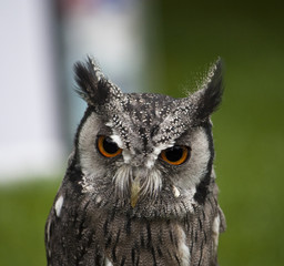 short earred owl
