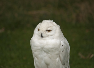 Fototapeta premium Snowy Owl