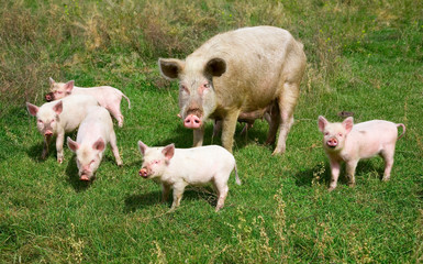 Family of pigs - 17341475