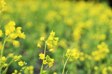 Obraz premium 菜の花