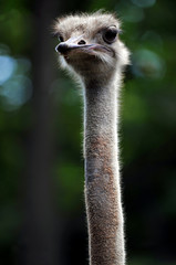 Head and Neck of Ostrich