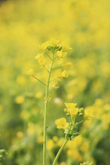 菜の花