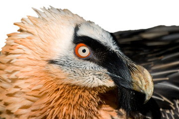 Lammergeier's Specimen (Gypaetus barbatus)