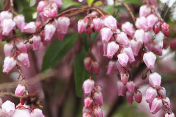 Fototapeta premium アセビ