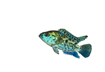 Isolated Blue Exotic Cichlasoma Fish
