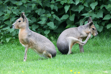 Maras oder Pampashasen