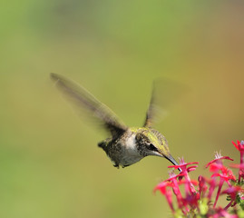 Ruby Throated Hummingbird (Immature male)