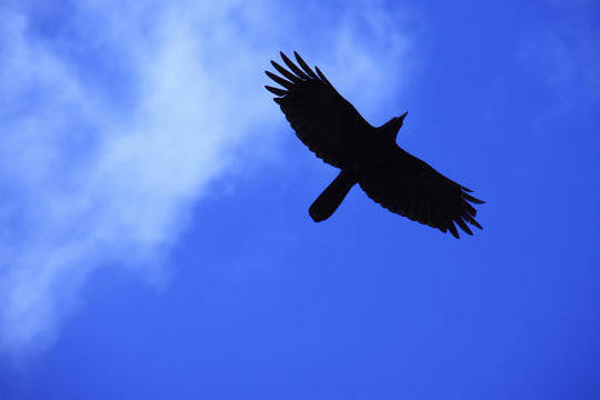 708 Best はばたく Images Stock Photos Vectors Adobe Stock