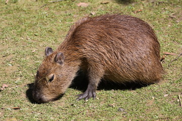 Wasserschwein