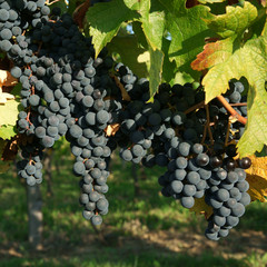 Vigne et raisin noir