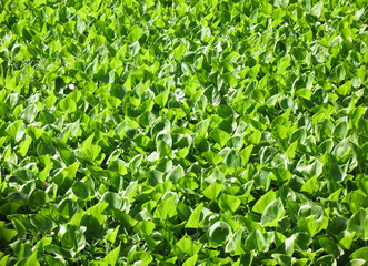 Мarsh plants Alisma plantago-aquatica in a pond