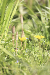 ツクシとタンポポ