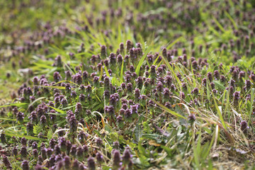 ヒメオドリコソウ