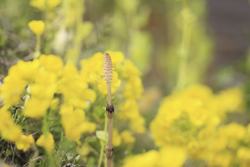 葉の花と土筆