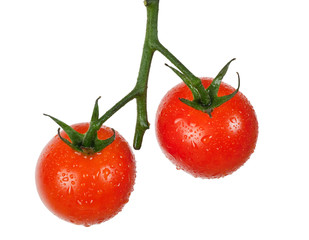 Two tomatoes hanging on a vine isolated on white