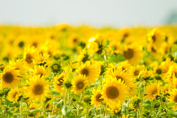 Fototapeta premium wild flowers