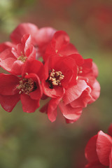 Fototapeta premium 木瓜