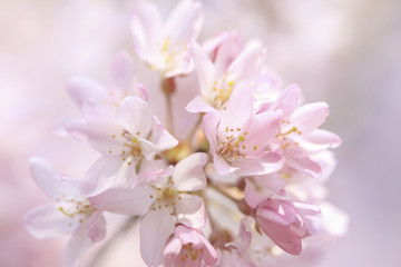 Fototapeta premium シダレザクラ