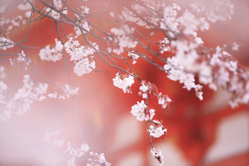 平安神宮と桜