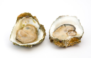 Oyster