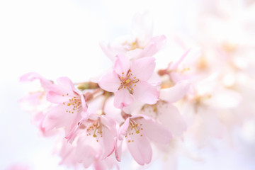 Obraz premium 枝垂桜
