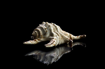 sea shells isolated on white