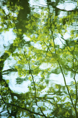 水面に映る新緑