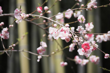竹と桃