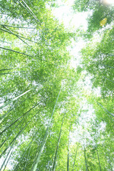 Obraz premium las bambusowy