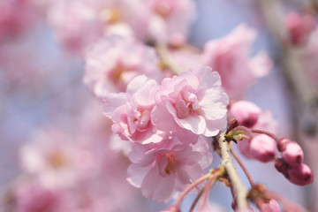 枝垂桜